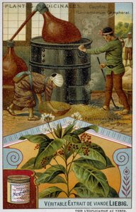 Plantes médicinales : camphre ; préparation du camphre au Japon - Chromo Liébig, v.1900