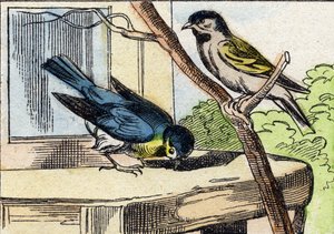 Mésange. Gravure dans "Buffon Alphabet des Oiseaux n 1". 3e Série N 1. Imagerie d
