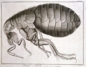 Microscope - dans "Encyclopédie", Diderot et d