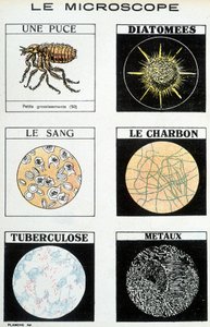 Microscopes : une puce, diatomées, sang, charbon, tuberculose, métaux
