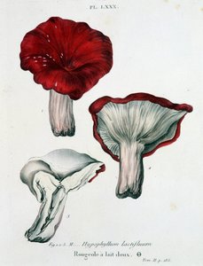 Rougeole du lait - dans « Traité des champignons » par Jean Jacques Paulet, fin du 18e siècle