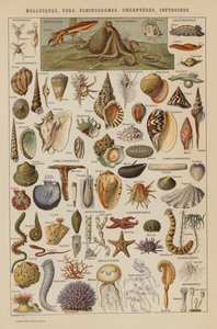 Mollusques, Vers, Échinodermes, Cœlentérés, Infusoires - French School