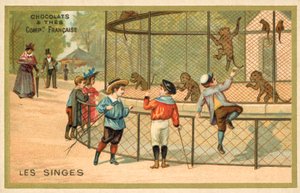 Singes