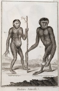 Singes Jocko et Gibbon