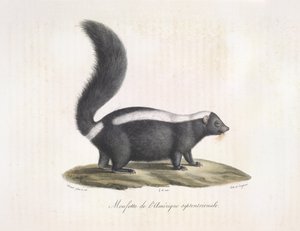 Moufette. Moufette, de Histoire Naturelle des Mammifères