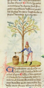 Ms Est 28 M.5.9 fol.165r Collecte de térébenthine, du Grand Herbier par Pedanius Dioscorides (vers 40-90 apr. J.-C.) - French School