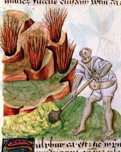 À la recherche de soufre, du De Herbis de Dioscoride