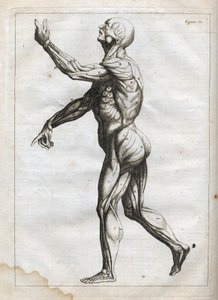 Muscles humains - Gravure dans « Abrégé d