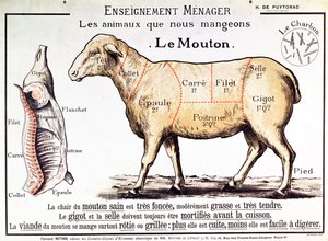Mouton : diagramme représentant les différentes coupes de viande