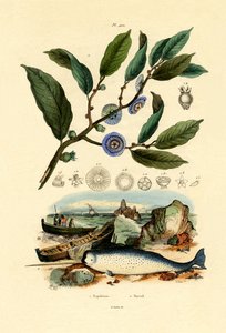 Chapeau de Napoléon