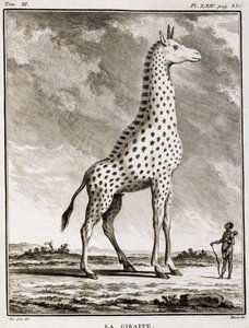 Histoire naturelle : La Girafe - dans "Histoire naturelle, générale et particulière" par Buffon