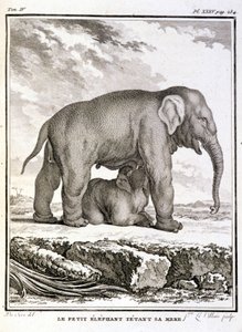 Histoire naturelle : Le petit éléphant taquinant sa mère - dans "Histoire naturelle, générale et particulière" par Buffon - French School
