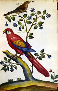 Rossignol et Perroquet - French School