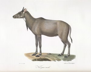Nilgau mâle. Antilope Nylgau, de Histoire Naturelle des Mammifères