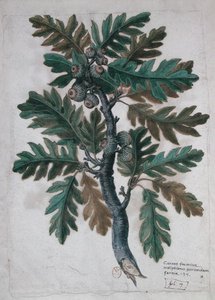 Branche de chêne