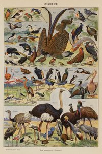 Oiseaux - French School