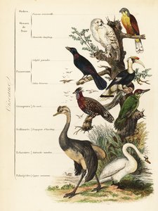 Ordres des oiseaux : crécerelle, Falco tinnunculus, harfang des neiges vulnérable, Bubo scandiacus, étourneau superbe, Lamprotornis chalybaeus, grand calao, Buceros bicornis, pic vert européen, Picus viridis, tragopan occidental, Tragopan melanocephalus