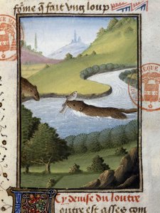 Loutre - dans « Livre de chasse de Gaston Phébus, comte de Foix, seigneur de Béarn »
