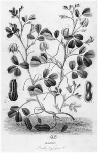 Arachide (Arachis hypogaea) - French School