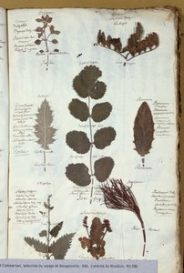 Herbier de Philibert Commerson (1727-73)