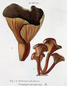 Champignon phosphorescent dans Jean Jacques Paulet "Traité des champignons", fin 18ème siècle