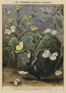 Pieridae (papillons nuisibles)