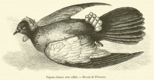 Pigeon chinois avec sifflet - French School