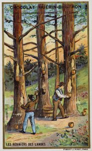 Collecteurs de résine de pin dans les Landes, France - French School