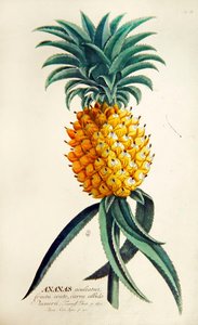 Ananas