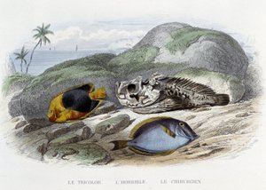 Poissons : Le tricolor, l