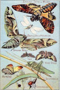 Planche 1 : Sphinx Crâne, Papillon Hop, Sphinx Neri, Ino, Vert Or, Aurore, Sauterelle, Coccinelles. Gravure dans « Alphabet syllabaire des papillons et insectes ». Série A. Pellerin et Cie, imprimeurs-éditeurs, Épinal, fin du XIXe siècle. Chromolithographi - French School