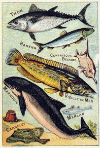 Planche 3: Thon, Hareng, Bec centrique, Vieille mer, Marsouin, Merlan, Tuile. Gravure dans "Syllabaire alphabet des poissons de mer et d