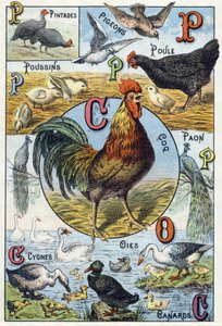 Planche 3 : Pintades, pigeons, poussins, poule, coq, paon, cygnes, oies, canards. Gravure dans « Alphabet syllabaire des animaux domestiques et de basse-cour ». Série A. Pellerin et Cie, imprimeurs-éditeurs, Épinal, fin du XIXe siècle