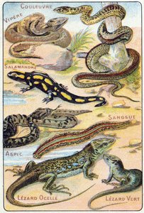 Planche 4 : Serpent, Vipère, Salamandre, Aspic, Sangsue, Lézard ocellé, Lézard vert. Gravure dans « Alphabet syllabaire des oiseaux et reptiles ». Série A. Pellerin et Cie, imprimeurs-éditeurs, Épinal, fin du XIXe siècle. Chromolithographies - French School