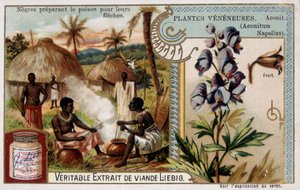 Plantes toxiques : aconit et Africain préparant du poison pour leurs flèches - chromo. Liébig, fin 19ème siècle