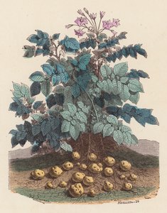 Plant de pomme de terre