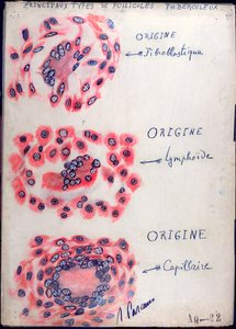 Follicules tuberculeux principaux