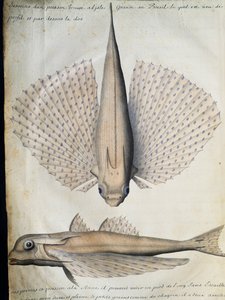 Profil et dos du poisson ailé, Grande Île, Brésil, aquarelle du journal de bord de Jacques Gouin de Beauchesne (1652-1730), capitaine de la Compagnie royale de la Mer du Sud, de 1698 à 1701, France - French School