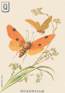Q : Quadrille (Lithosia quadra ou Lithosie quadrille) - French School