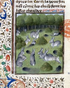Lapins - dans "Livre de chasse de Gaston Phoebus, Comte de Foix, Seigneur de Béarn"