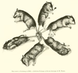 Rats trouvés à Strasbourg en 1683 - French School