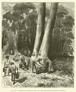 Récolte du caoutchouc dans une forêt des bords de l