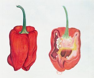 Piment rouge, planche botanique