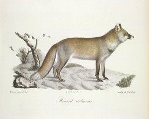 Renard ordinaire, de Histoire Naturelle des Mammifères - French School