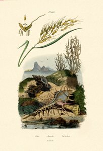 Riz, 1833-39