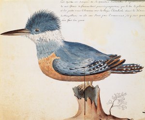 Martin-pêcheur à collier (Megaceryle torquata), Elizabeth Bay, détroit de Magellan, aquarelle du journal de bord de Jacques Gouin de Beauchesne (1652-1730), capitaine de la Compagnie royale de la Mer du Sud, de 1698 à 1701, France