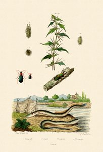 Xanthium strumarium - French School