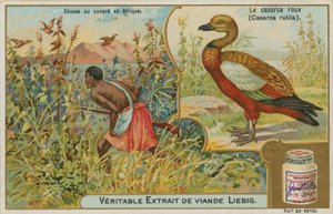 Tadorne casarca ; chasse au canard en Afrique