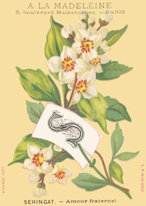 S: seringat - amour fraternel - French School