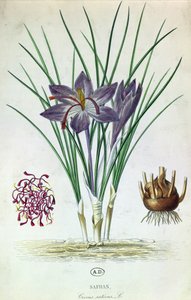 Safran (Crocus Sativus)
